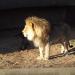 African Lion exhibit in Louisville-Jefferson County, Kentucky city