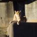 African Lion exhibit in Louisville-Jefferson County, Kentucky city
