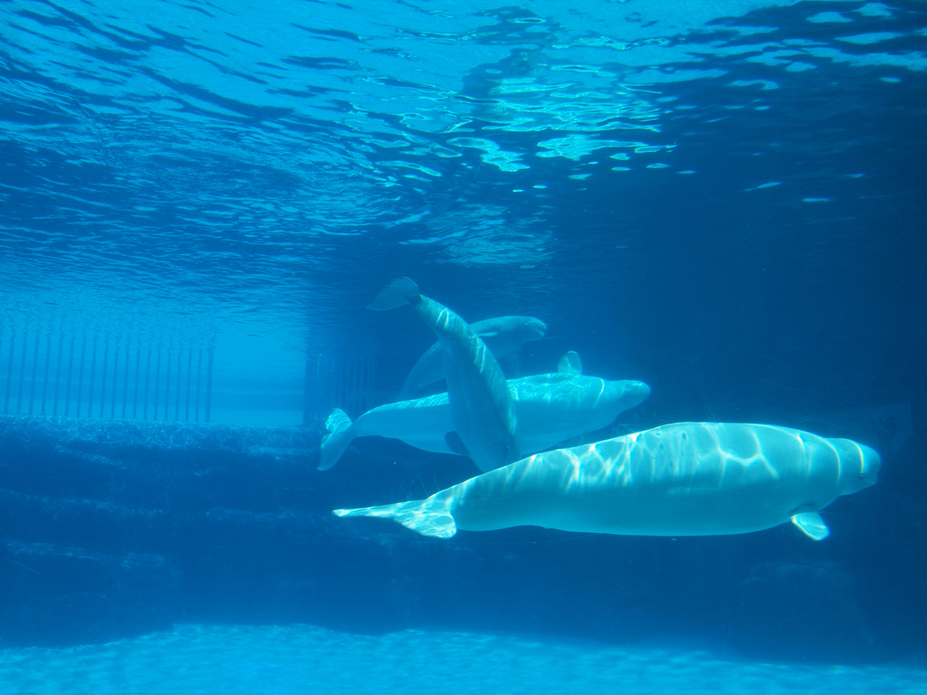 Gay molnar niagara aquarium