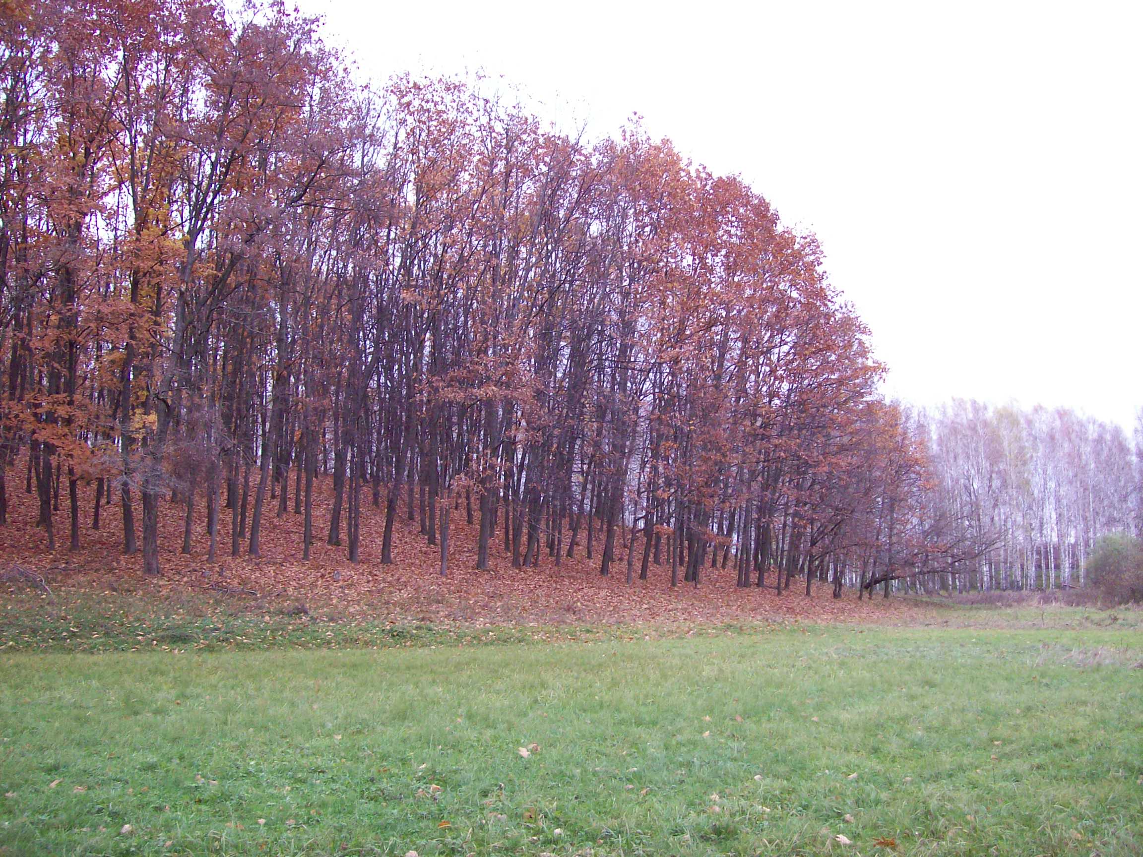Гай