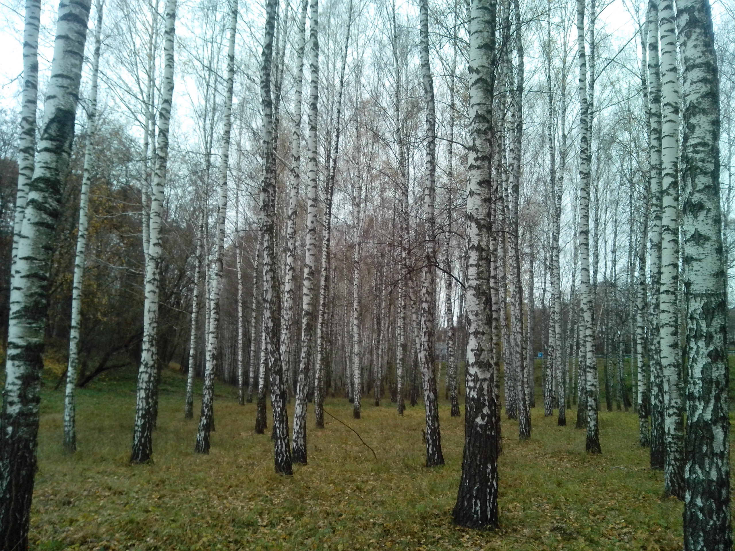 Гай