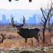 Rocky Mountain Arsenal National Wildlife Refuge