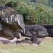 Hwasun Dolmen Site (화순 고인돌공원)