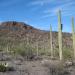 Saguaro National Park West