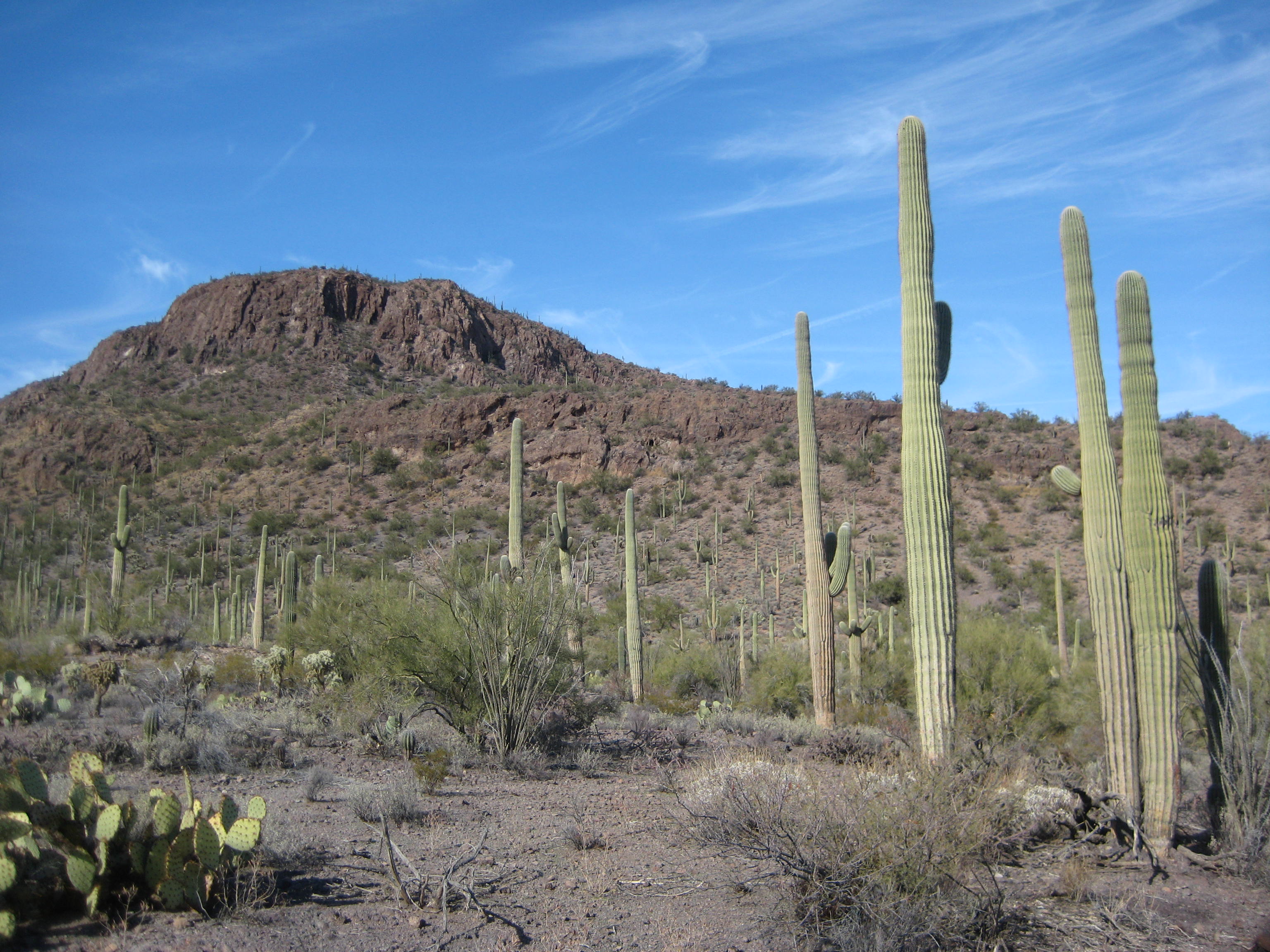 Saguaro National Park West