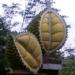 Duren Ombo