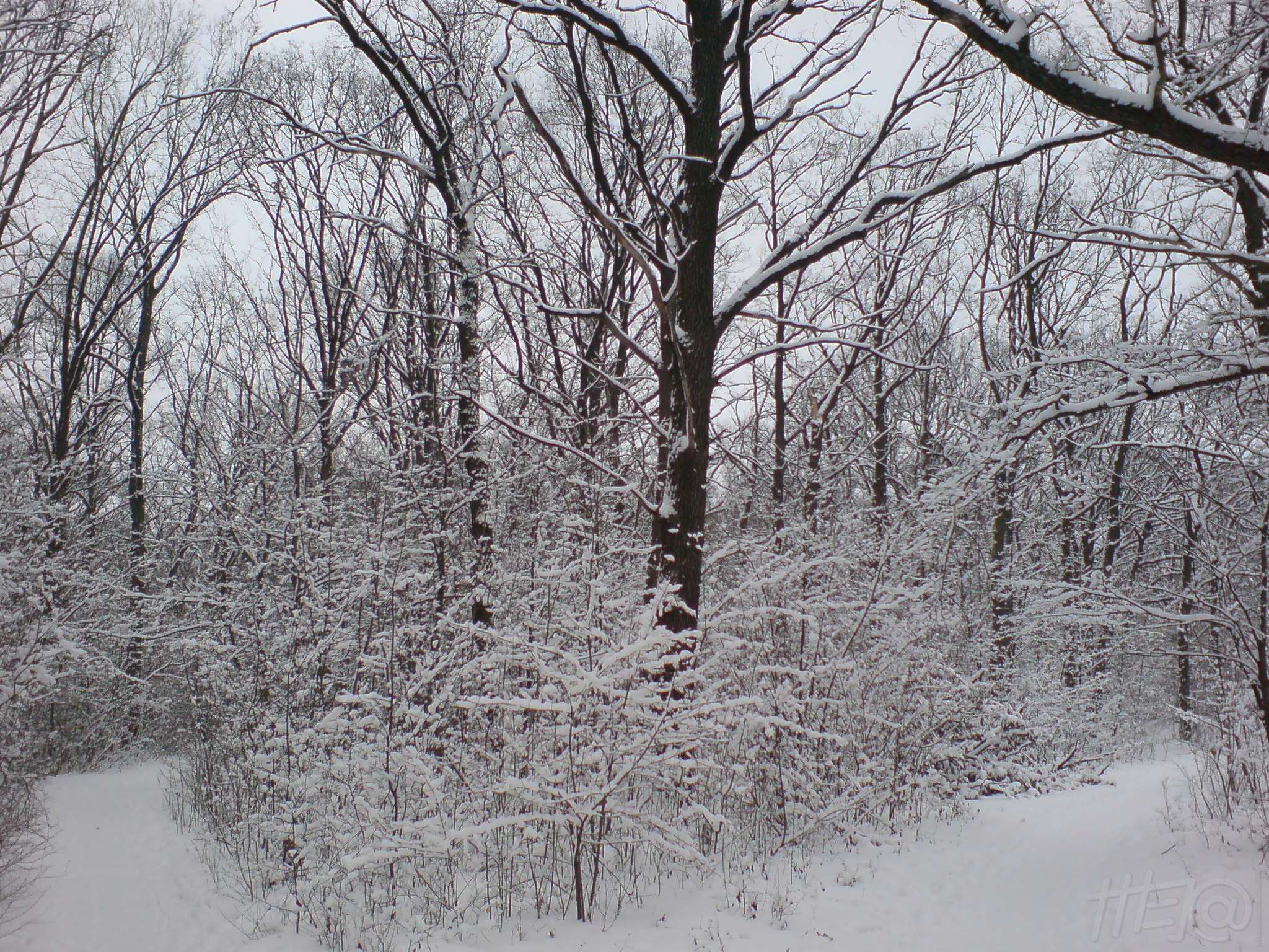 Lisopark ('Forest Park') - Kharkiv