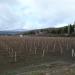 Vineyard in Alushta city