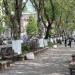 Платановая аллея в городе Туапсе
