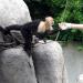 Capuchin Monkey