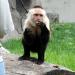 Capuchin Monkey