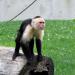 Capuchin Monkey