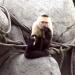 Capuchin Monkey