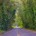 Tree Tunnel (Koloa)