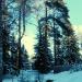 ул. Ворошилова, 14а в городе Вырица