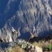 Cañon del Colca