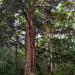 2,000 years old relict yew