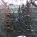Голубые ели в городе Москва