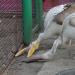 Вольер розовых пеликанов и лебедей в городе Барнаул