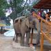 Elephant Safari Booking Counter