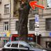 Деревянный кот в городе Киев