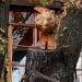 Деревянный кот в городе Киев