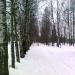 «Пробковая аллея» в городе Кузьмоловский
