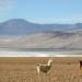 Salar y Laguna del Huasco