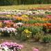 Колекции цветочно-декоративных растений в городе Кривой Рог