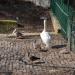 Waterfowl in Sofia city