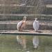 Waterfowl in Sofia city