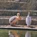 Waterfowl in Sofia city