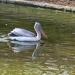 Waterfowl in Sofia city