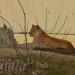 Big Cats in Sofia city