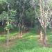 rubber tree plantation