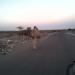 Develer (tr) in Djibouti city