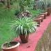 Vincent Mathew. Thotteyil House