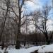 Ряд тополей вдоль участка упразднённого старого Каширского шоссе в городе Москва
