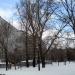 Ряд тополей вдоль участка упразднённого старого Каширского шоссе в городе Москва