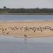 Laguna de José Ignacio