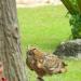 Theatrical Performances of the birds in Republic of Singapore city