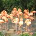 Area Flamingos in Republic of Singapore city