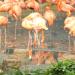 Area Flamingos in Republic of Singapore city