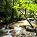 Ampang Forest Reserve