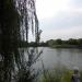 Камыши в городе Донецк