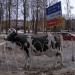Скульптура «Корова» в городе Великий Новгород