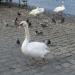 Swans bank - labutě in Prague city