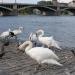 Swans bank - labutě in Prague city