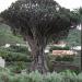 The Dragon Tree