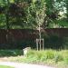 Louis Carter Memorial Plaque and Tree in Nuneaton city